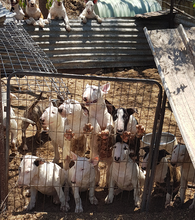 Bull Terrier Puppies before RSPCA Inspectors rescued them